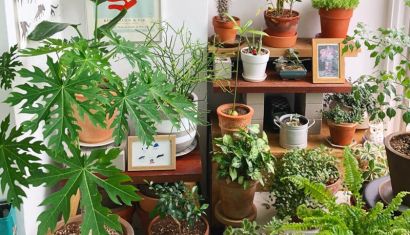 Cây Cảnh Giải Nhiệt Mùa Hè &amp; Chăm Sóc Cây Mùa Mưa Bão