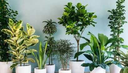 Hướng Dẫn Chăm Sóc Cây Cảnh Trong Chậu Đúng Cách
