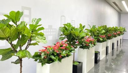 Cây Cảnh Minh Tường – Mang Thiên Nhiên Vào Không Gian Sống