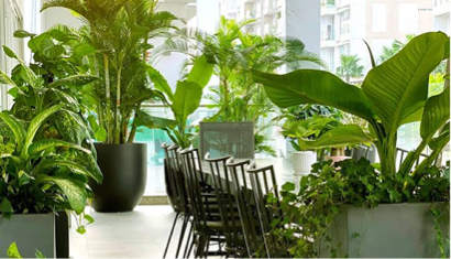 Kỹ thuật chăm sóc cơ bản (Cẩm nang nhà nông)