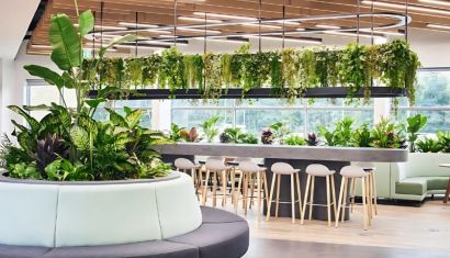 Những Loại Cây Cảnh Phù Hợp Để Trang Trí Văn Phòng