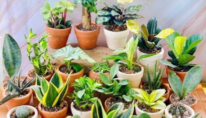 Sốt rần rần các dòng kiểng lá độc lạ và cây mini để bàn – Xu hướng chơi cây được yêu thích