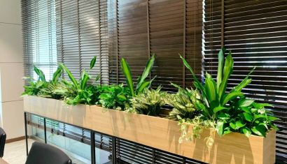 Phân loại và lựa chọn cây cảnh