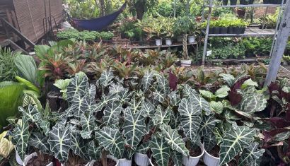 Kiến thức cây cảnh cho người mới
