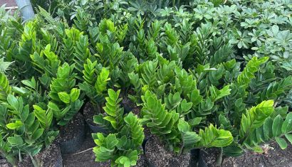 Tư vấn chọn cây phù hợp