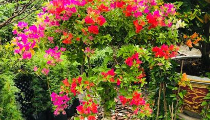 Nếu căn phòng có một “góc chữa lành”, bạn nên đặt cây gì? - Cây cảnh Bình Dương