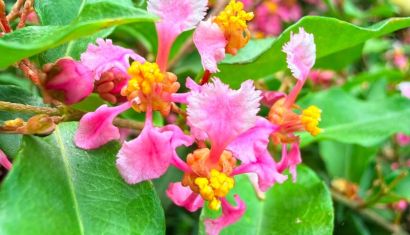 Cây trồng trong chậu bao lâu nên thay đất một lần? Lịch và dấu hiệu