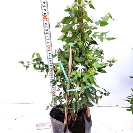 Cây Nguyệt Quế Dây Leo Hoa Thơm (C8)