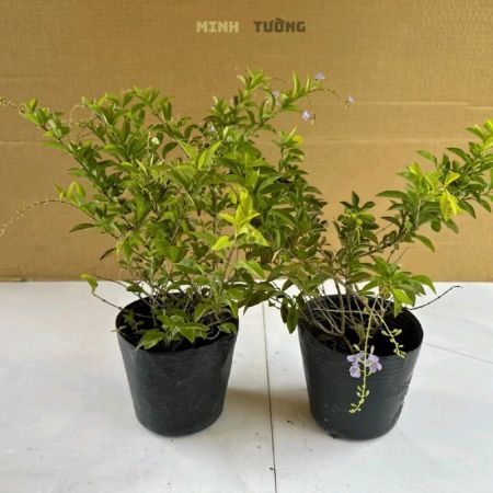 Cây Chuỗi Ngọc Ta Hoa Tím