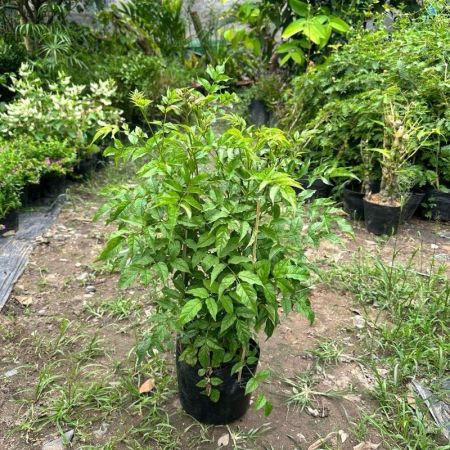 Cây Hồng Thiên Hương Dây Leo (C9)