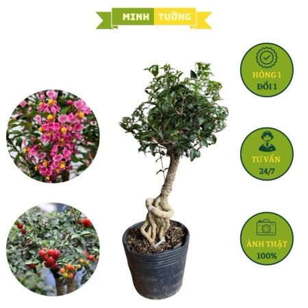 Cây Hồng Ngọc Mai Bonsai
