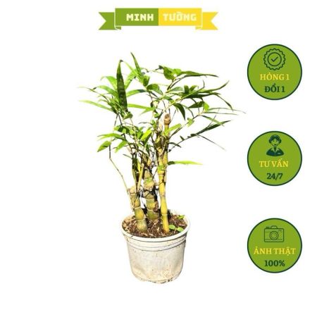 Cây Giống Trúc Quan Âm Mini
