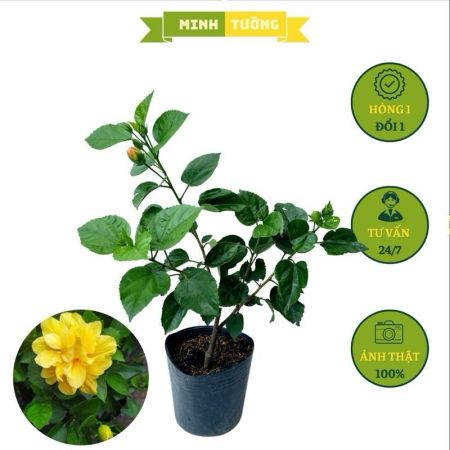 Cây Bụt Thái Hoa Vàng Cánh Kép