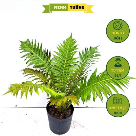 Cây Dương Xỉ Khổng Tước