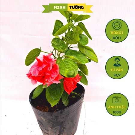Cây Bụt Thái Hoa Hồng Cánh Kép