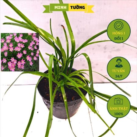 Cây Huệ Mưa Hồng