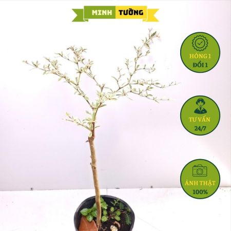 Cây Bàng Đài Loan Lá Cẩm Thạch