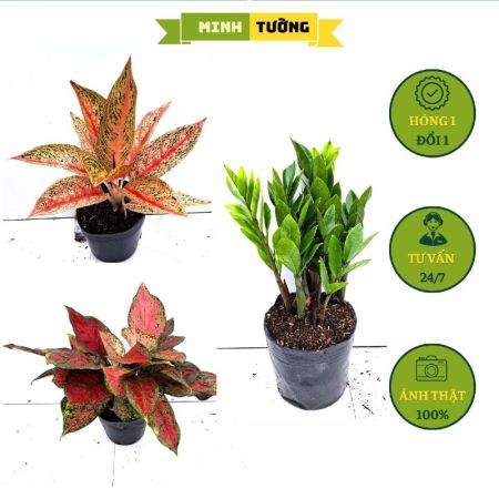 Combo 3 Chậu Cây Kim Tiền + Cây Thịnh Vượng + Cây Vạn Lộc Hồng