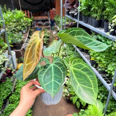Cây Anthurium Crystallinum