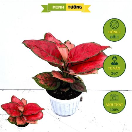 Cây Hồng Phát Lộc