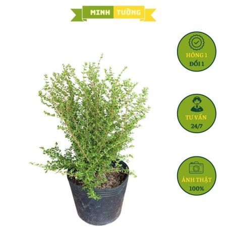 Cây Hàm Hương (C9-C7)