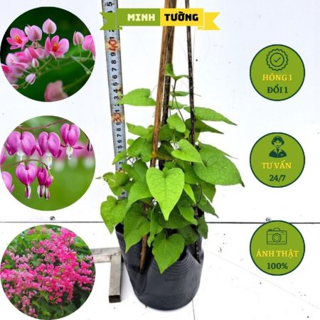 Cây Hoa Tigon Hồng Dây Leo