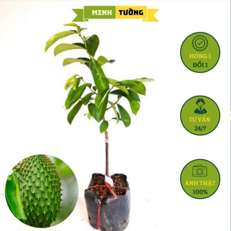 Cây Giống Mãng Cầu Gai Thái