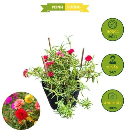 Combo 2 Cây Hoa Mười Giờ Thái