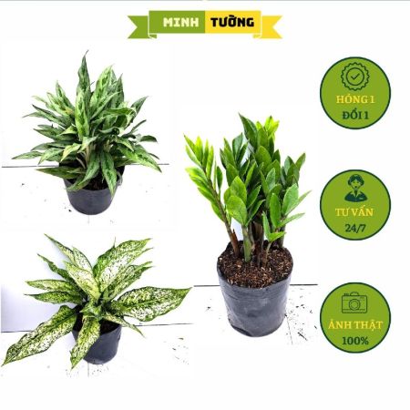 Combo 3 Chậu Cây Kim Tiền + Cây Giữ Tiền + Cây Ngọc Ngân
