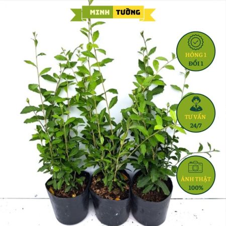 Combo 3 Chậu Cúc Tần Ấn Độ