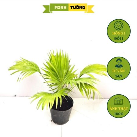 Cây Cọ Nhật Mini