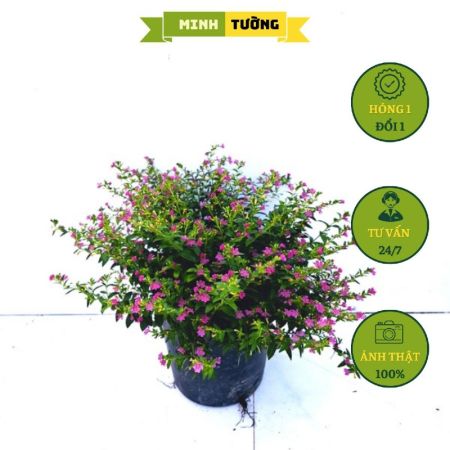 Cây Cẩm Tú Mai (C9)