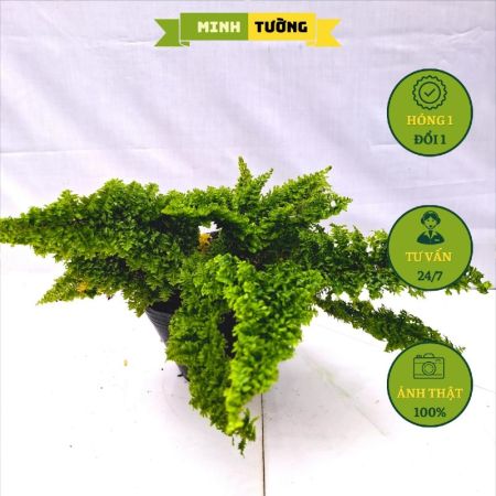 Cây Dương Xỉ Nhật