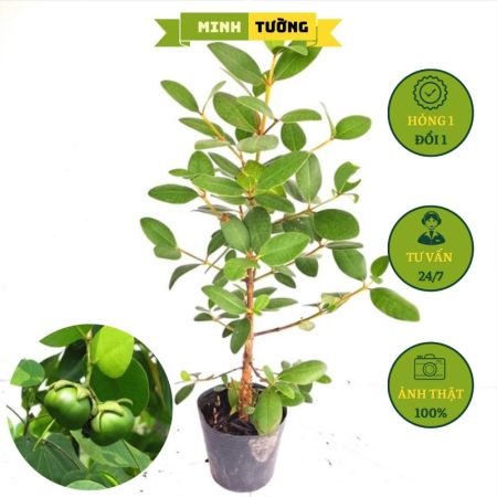 Cây Bần Ổi