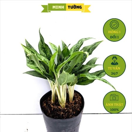 Cây Giữ Tiền Thái Lan