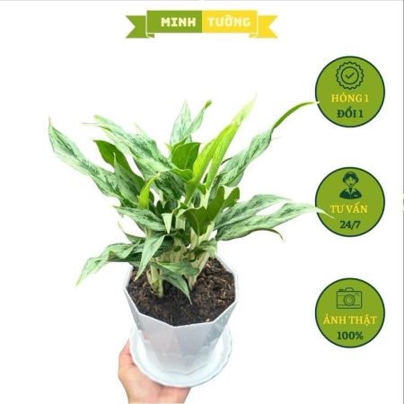 Cây Giữ Tiền Kèm Chậu Nhựa Kim Cương Và Đĩa Lót