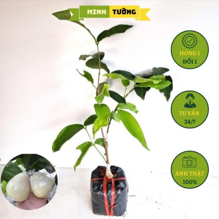 Cây Giống Mận Trắng Sữa