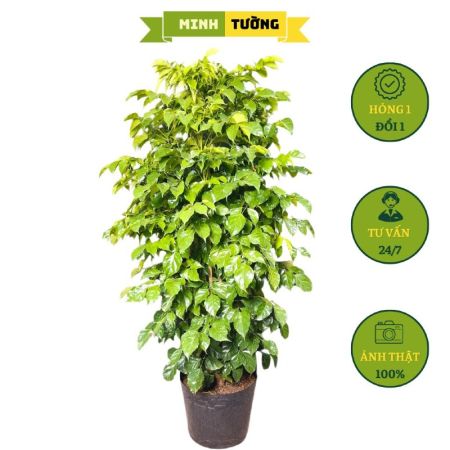 Cây Hạnh Phúc Size Lớn (C12)