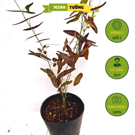 Cây Chuồn Chuồn (Cây Cánh Bướm Đỏ)