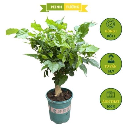 Cây Hạnh Phúc Bonsai