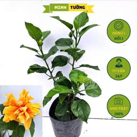Cây Bụt Cánh Kép Hoa Màu Cam