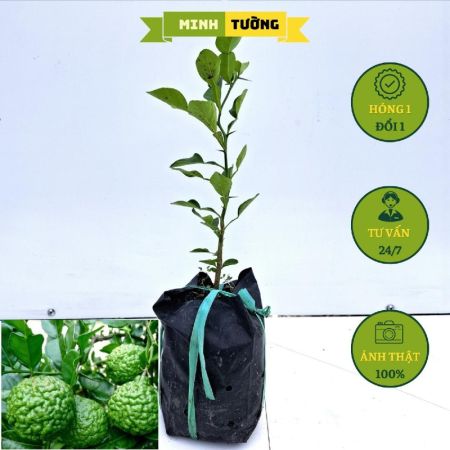 Cây Chúc Hấp Gà