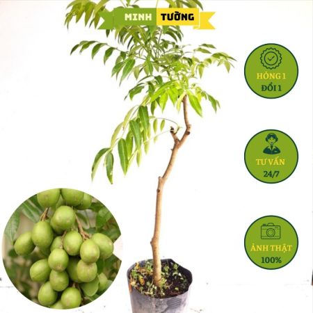 Cây Cóc Thái (C9)