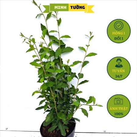 Cây Cúc Tần Ấn Độ