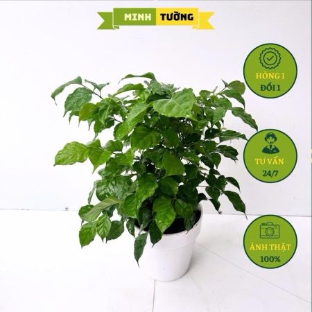 Cây Hạnh Phúc Sẵn Chậu Nhựa Giả Sứ