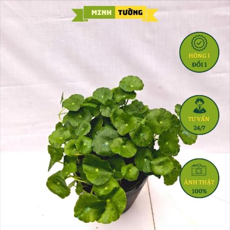Cây Cỏ Đồng Tiền