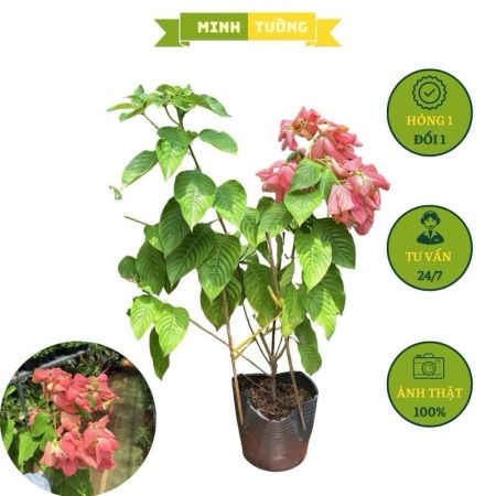 Cây Bướm Hồng