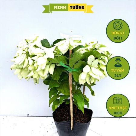 Cây Bướm Trắng