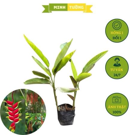 Cây Chuối Pháo