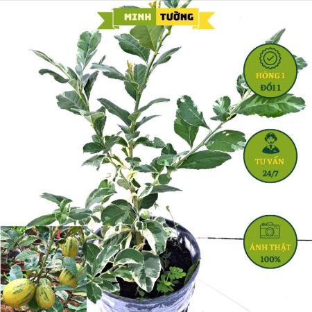 Cây Chanh Vàng Mỹ Lá Cẩm Thạch